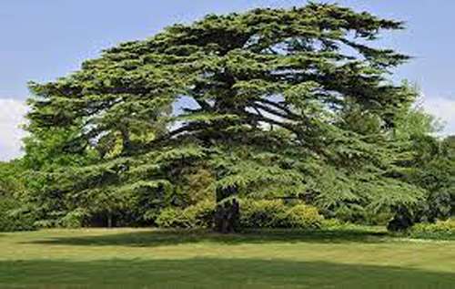 Cedar