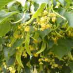 LimeFlowers