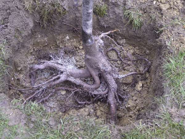 Roots1