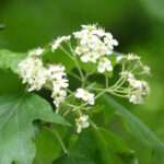 WSTFlowers